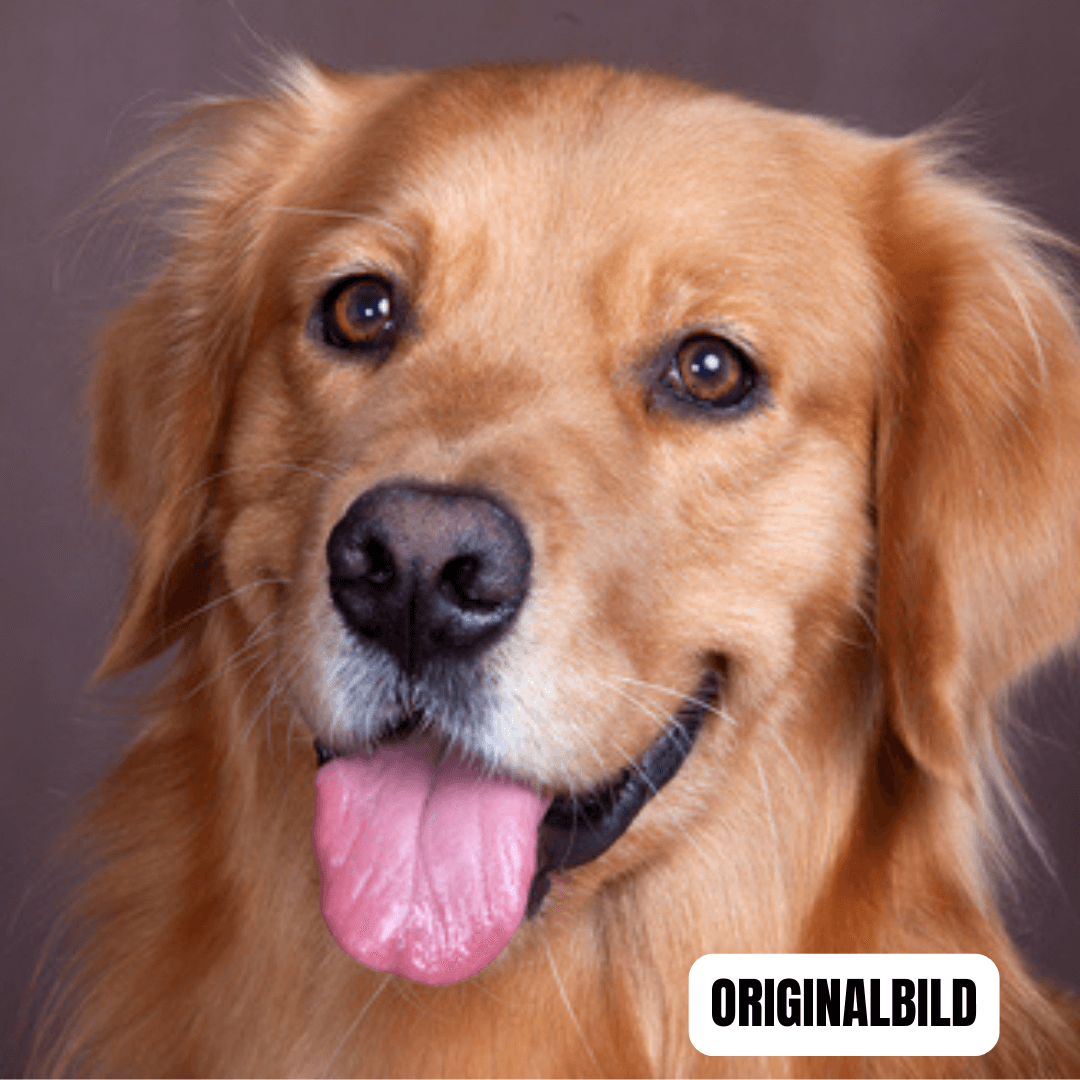 Hochauflösendes Tier-Porträt eines fröhlichen Golden Retrievers mit herausgestreckter Zunge.